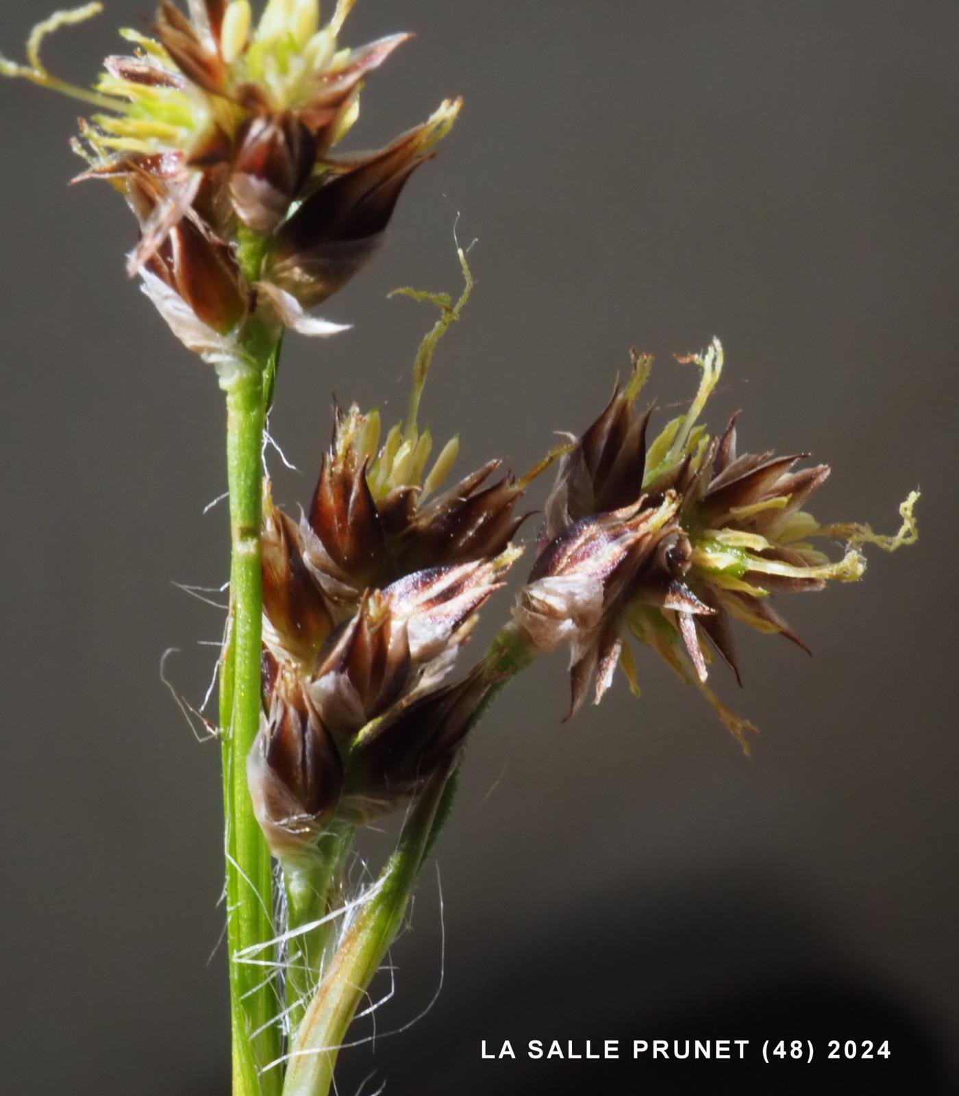 Woodrush, Field flower